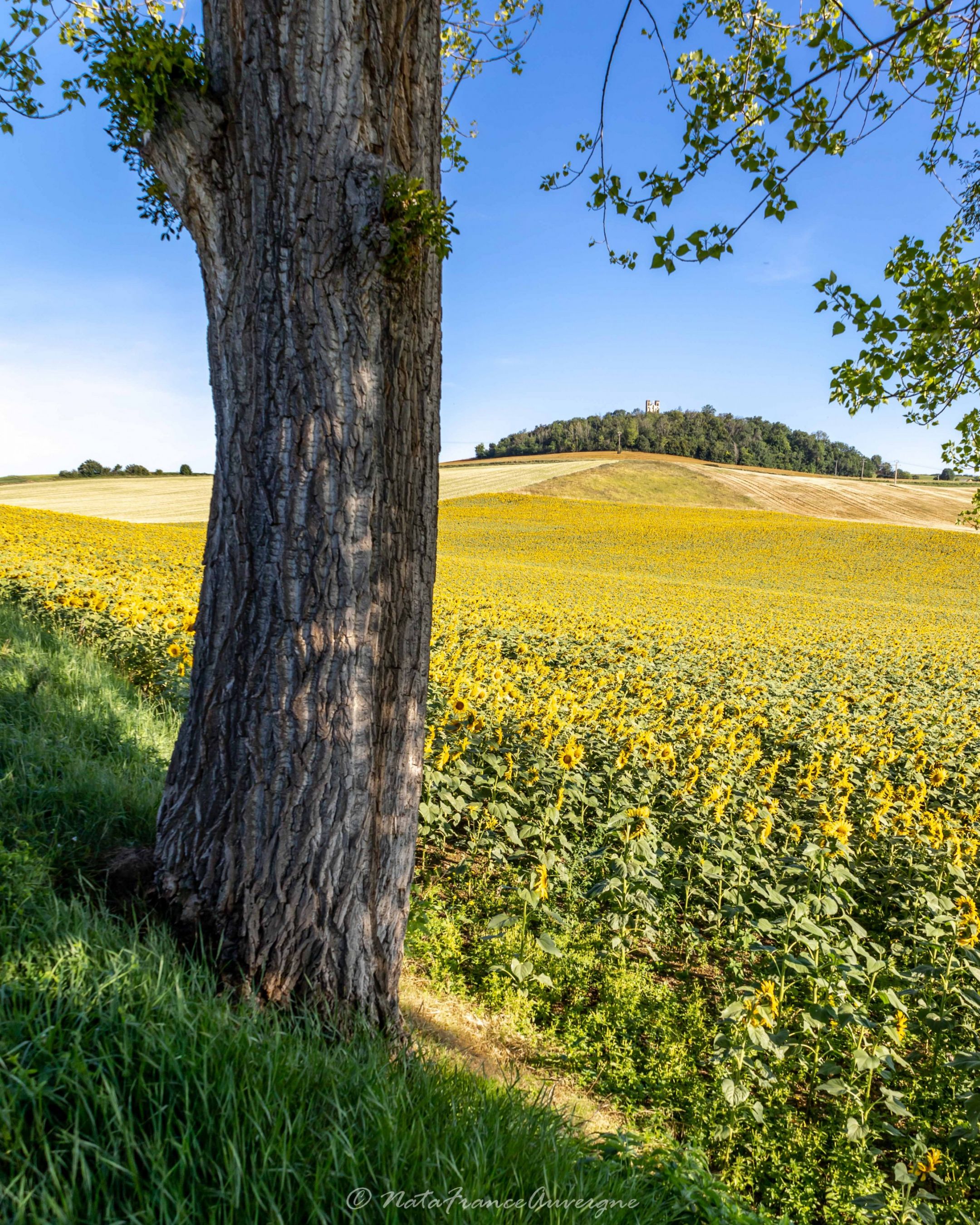 Tournesol by @NataFranceAuvergne-10